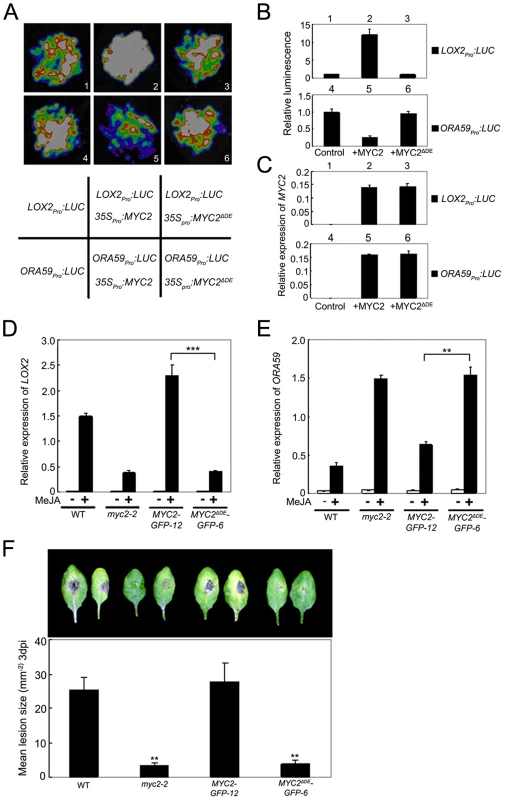 The Destruction Element of MYC2 Is Important for Its Transcription Activity.