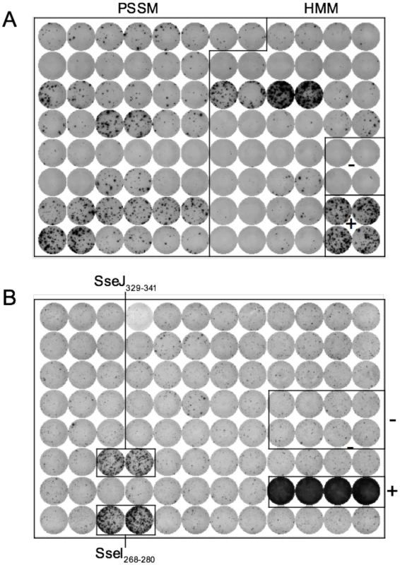 Discovery of novel <i>Salmonella</i> I-A<sup>b</sup> epitopes.