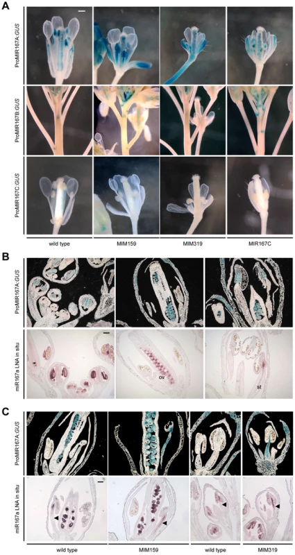 miR159- and miR319-dependent expression of miR167 in inflorescences.