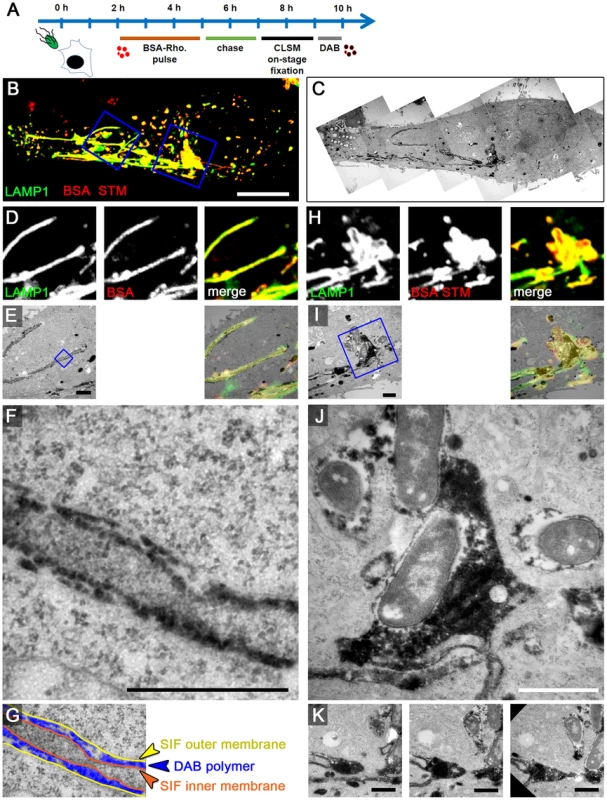 The outer lumen of double membrane SIF is in interchange with endocytosed material.