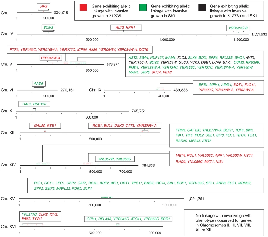 Chromosomal location of genes exhibiting allelic linkage with invasive growth from the BY4741 cross with Σ1278b and SK1, respectively.