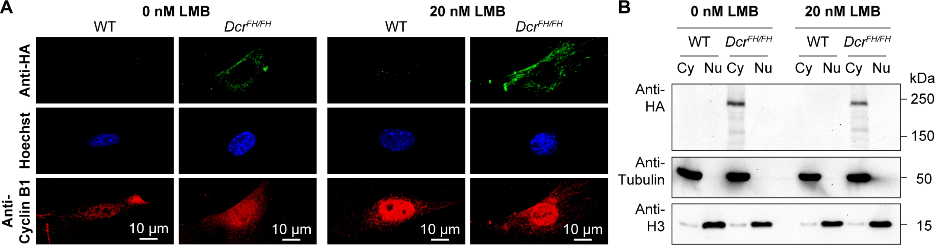 Dicer is not a nucleocytoplasmic shuttling protein.