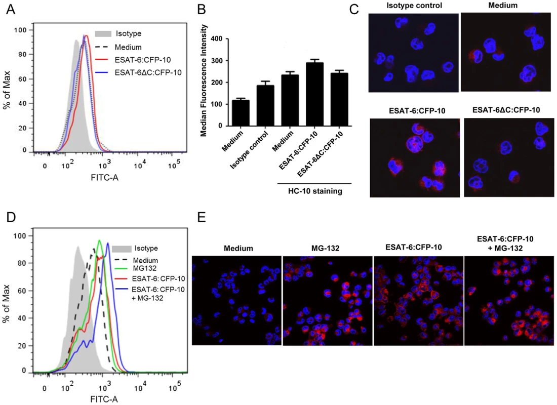 Soluble ESAT-6:CFP-10 increases the levels of free HLA class I heavy chain molecules.