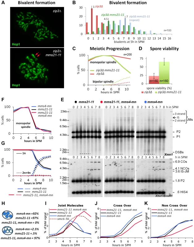 Mms21 SUMO E3 ligase activity antagonizes inappropriate Joint Molecule formation in <i>zip3Δ</i> and in <i>mms4-mn</i> mutants.