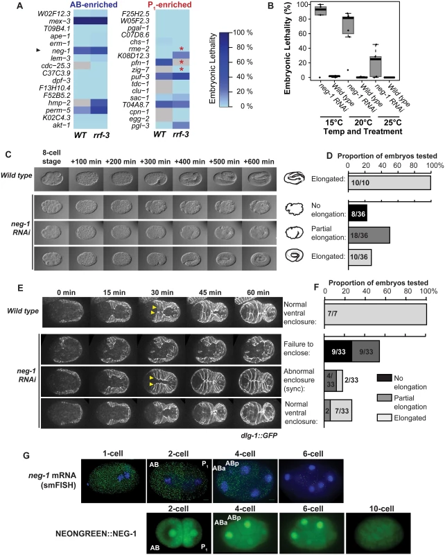 <i>neg-1</i> is required for morphogenesis.