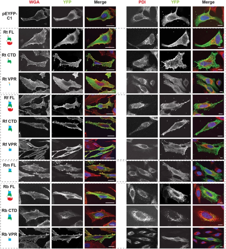 Subcellular localization of rickettsial RalF proteins to host membranes.