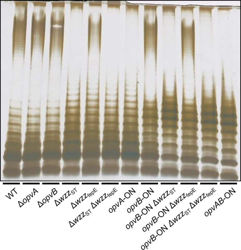 Analysis of the roles of OpvA and OpvB in the control of O-antigen chain length.