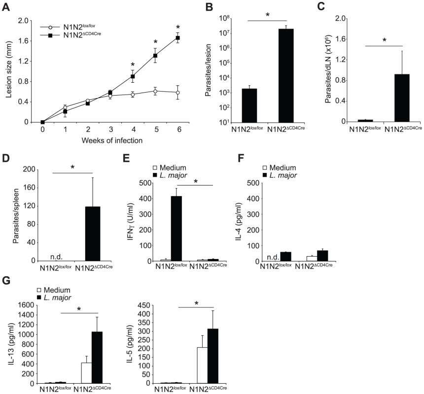 N1N2<sup>ΔCD4Cre</sup> mice on the C57BL/6 <i>L. major</i> resistant background are susceptible to infection.