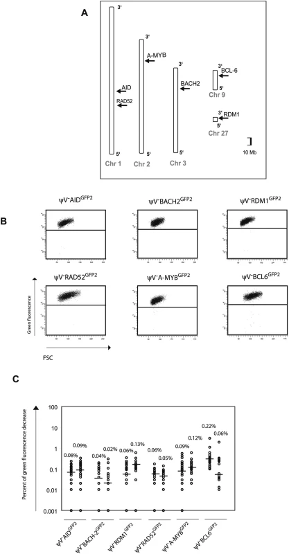 Insertions of the <i>GFP2</i> reporter into <i>non-Ig</i> loci.