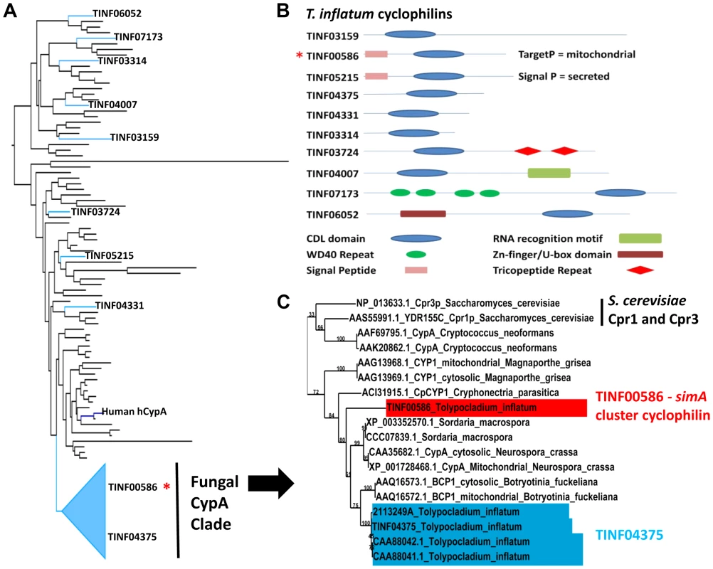 Cyclophilins in <i>T. inflatum</i> genome.