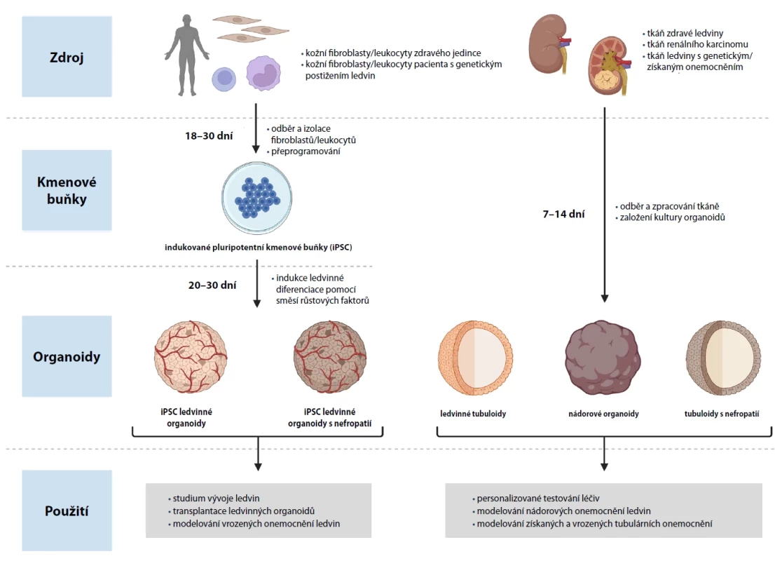 Schematické porovnání zdrojových tkání, jejich zpracování, výsledné in vitro modely a jejich použití v oblasti iPSC a ASC organoidů ledvin. Vytvořeno v BioRender.com.