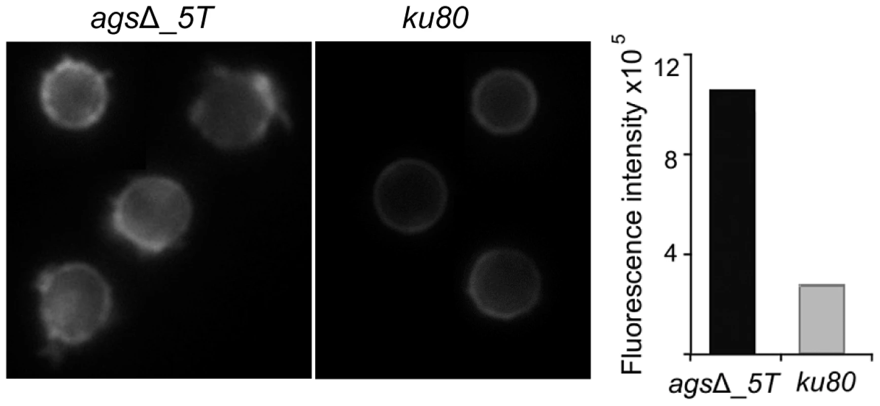 ConA-FITC labeling of <i>ags</i>Δ_<i>5T</i> mutant and parental strain (<i>ku80</i>) resting conidia.