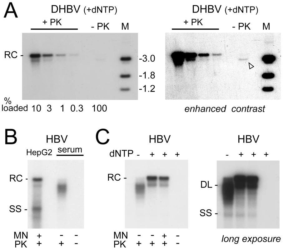Efficient plus-strand DNA extension does not induce uncoating and polymerase removal from rcDNA.