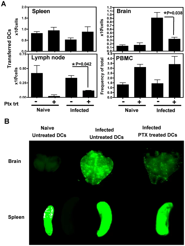 Migration of adoptively transferred DCs into the brain is a pertussis toxin sensitive process.