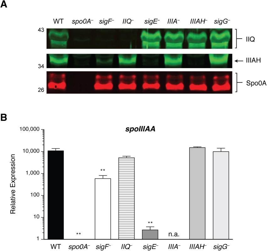 Levels of SpoIIQ and SpoIIIAH in <i>C</i>. <i>difficile</i> sporulation mutants.