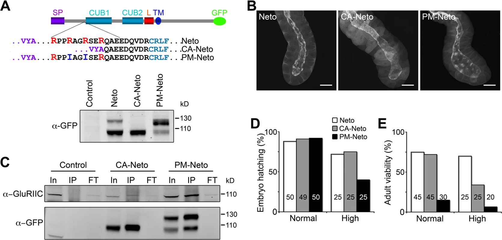 The prodomain restricts Neto activities.