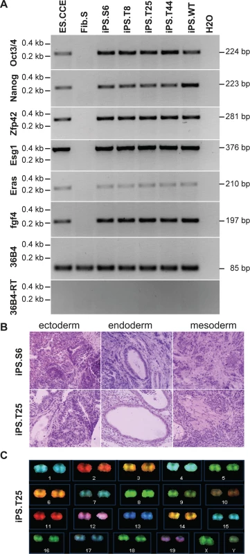 Evaluation of pluripotency of generated iPSCs.