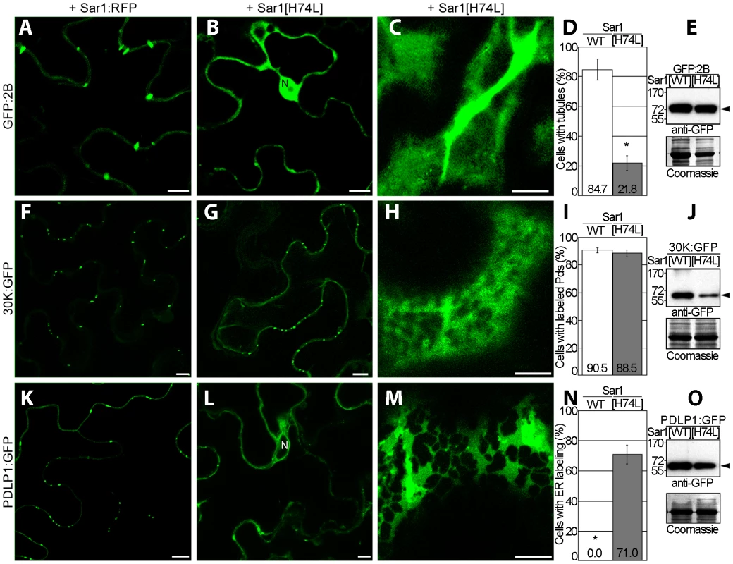 GFLV 2B is not a secretory cargo but inhibition of ER-export prevents tubule formation.