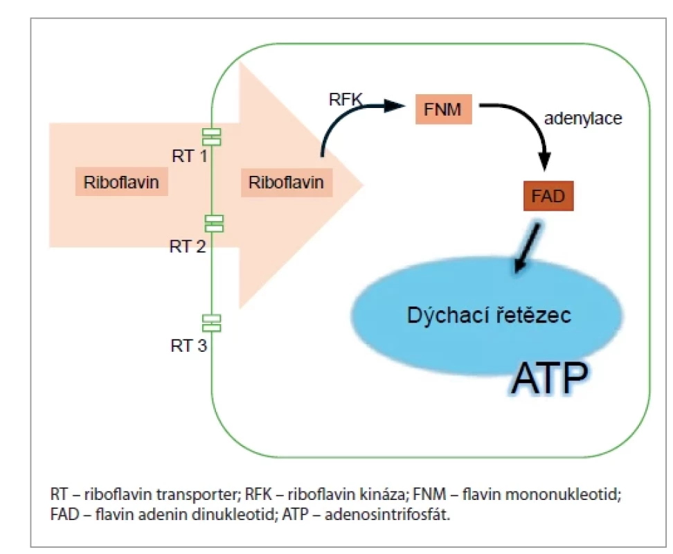 Zapojení ribofl avinu do oxidativního metabolizmu. Role of ribofl avine in oxydative metabolism.