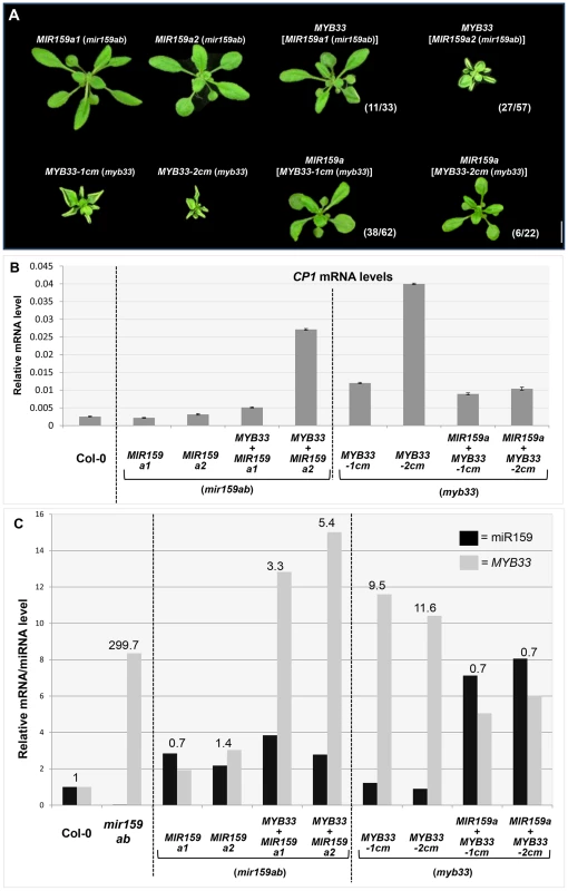 <i>MYB33</i>:miR159a stoichiometry has a critical impact on the silencing outcome in <i>MIR159a</i> and <i>MYB33</i> variants.