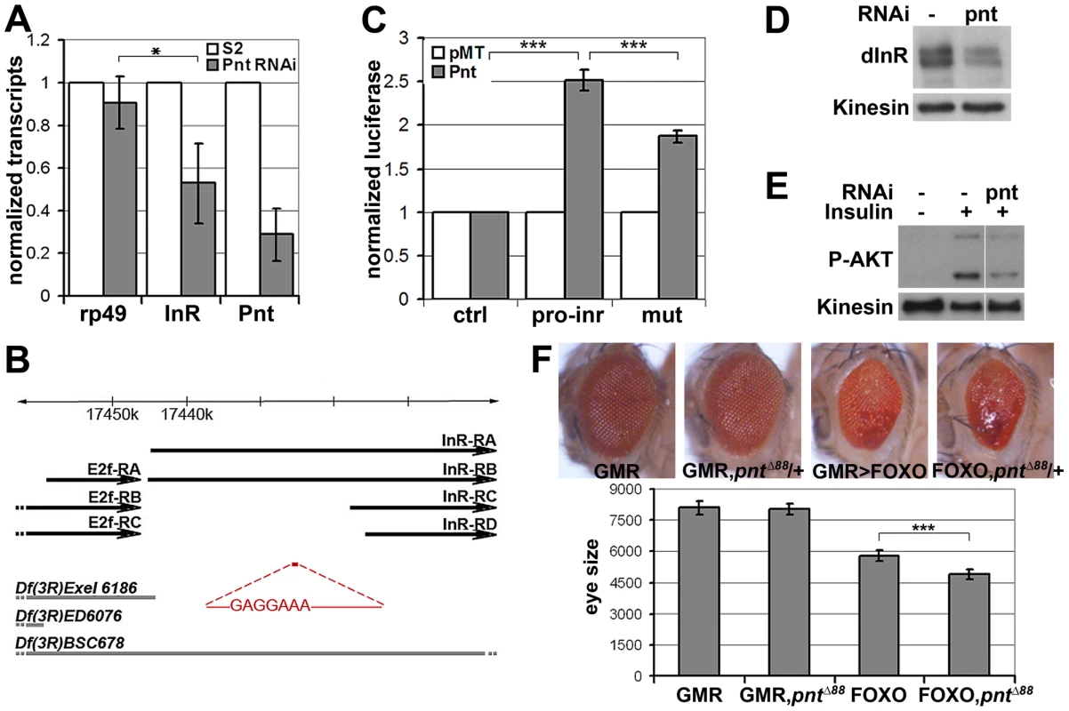 <i>inr</i> is regulated by the ETS-1 transcription factor Pointed.