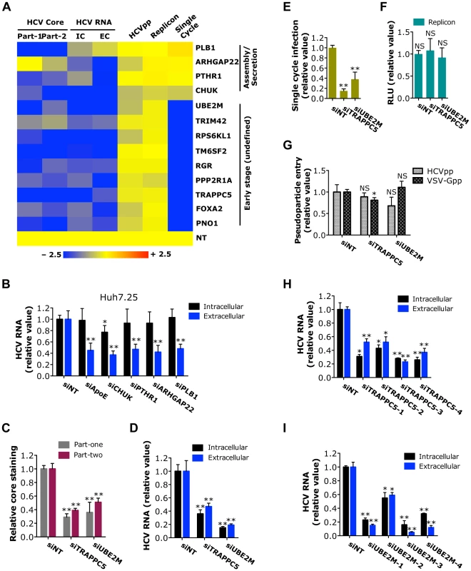 Identification of host factors involved in a yet-to-be-defined early stage of the HCV replication cycle.