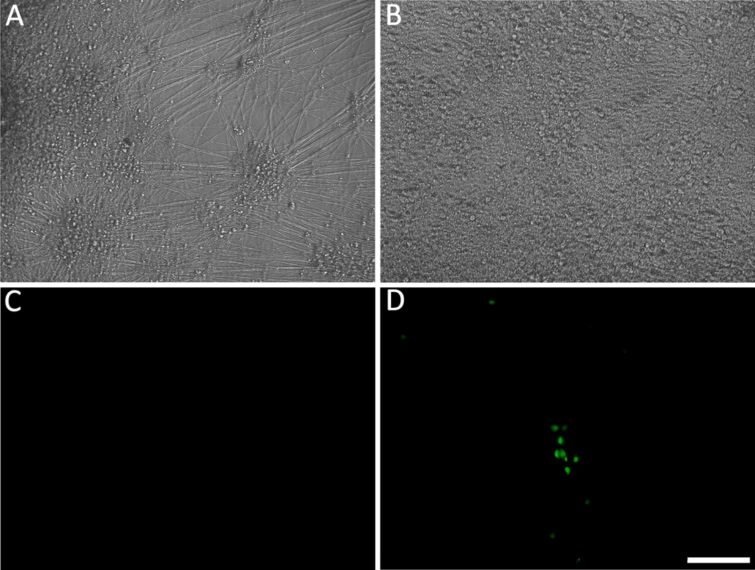 Reactivation of quiescent VZV in hESC-derived neurons induced by growth factor withdrawal.