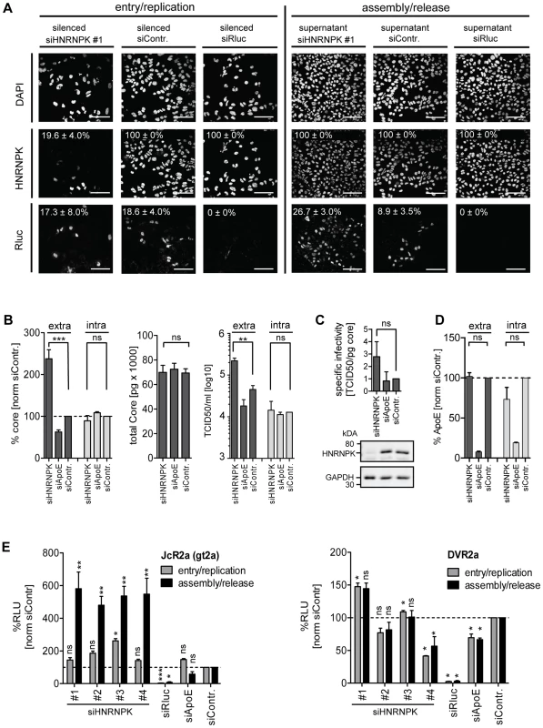 HNRNPK primarily affects HCV assembly.