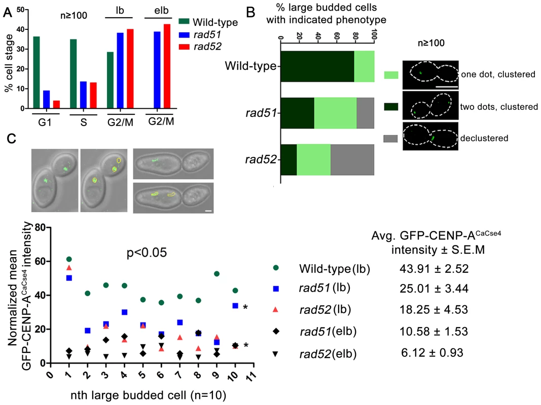 Rad51 or Rad52 depletion affects kinetochore assembly.
