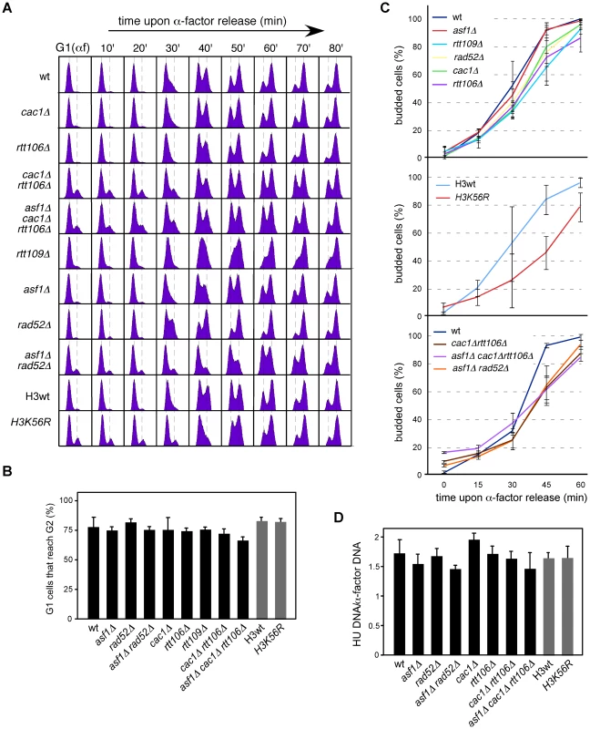 Chromatin assembly mutants are not affected in <i>ARS305</i> replication firing.
