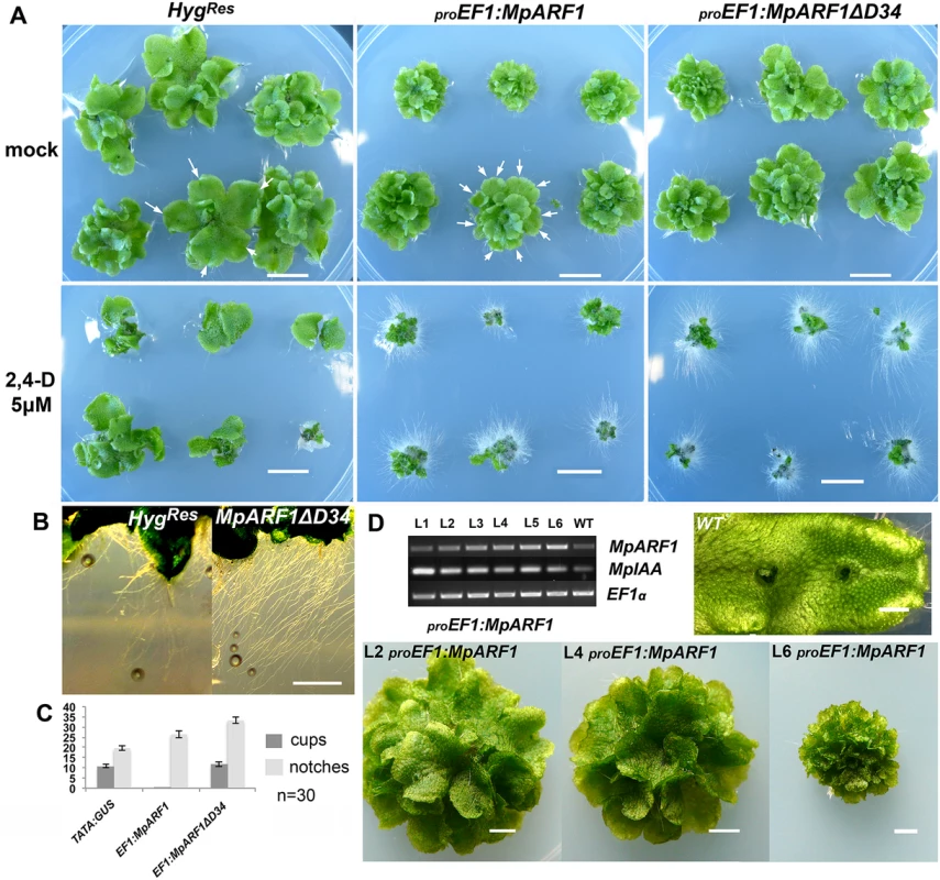 Gain-of-function <i>MpARF1</i> lines are auxin hypersensitive.
