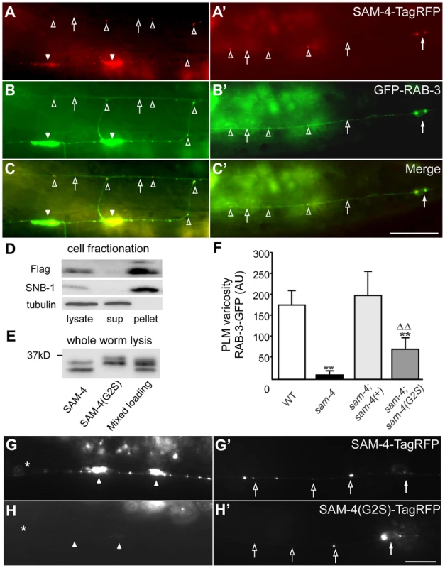 <i>sam-4</i> encodes a neuronally expressed protein SV associated protein.