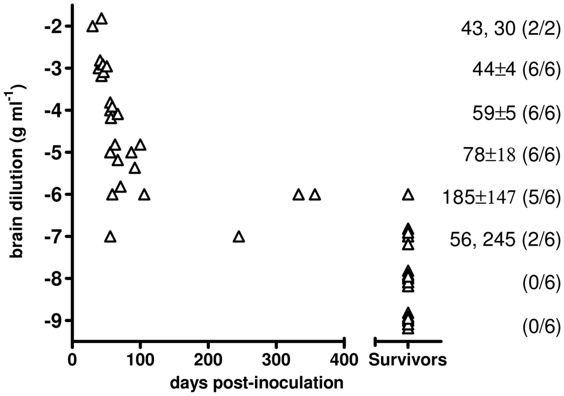 End-point titration of Bv<sup>109I</sup>CWD infectivity in Bv109I.