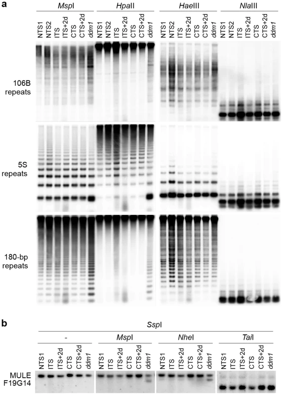 ITS-induced transcriptional activation occurs without detectable changes in the levels of DNA methylation at endogenous loci.