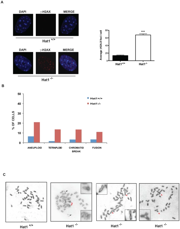 Hat1 is essential for maintaining genome stability.