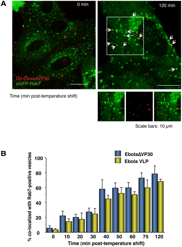 Internalized DiI-labeled EBOV particles are transported to endosomes.