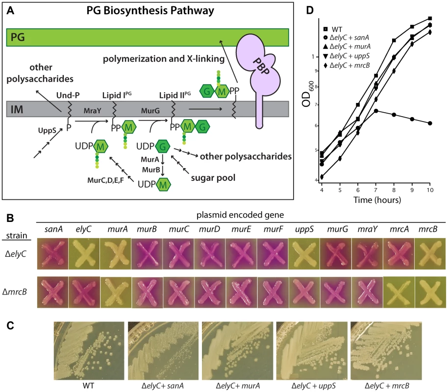 Suppression of the ElyC<sup>−</sup> phenotypes.