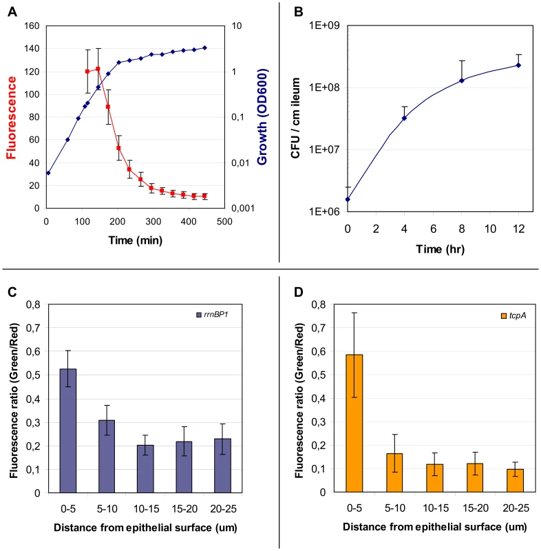 Properties of the <i>rrnBP1-gfp(ASV)</i> reporter; expression of <i>rrnBP1-gfp(ASV)</i> and <i>tcpA-gfp(ASV)</i> as a function of distance from the epithelial surface.