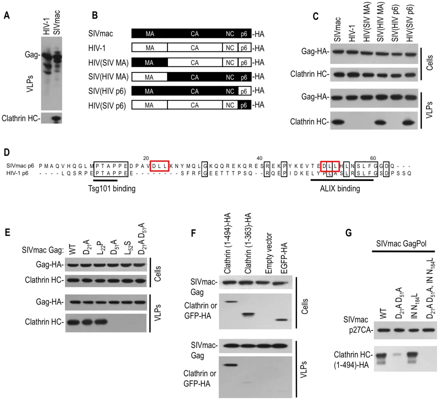 Clathrin is recruited into SIVmac particles by Gag (p6) with a minor contribution from Pol.
