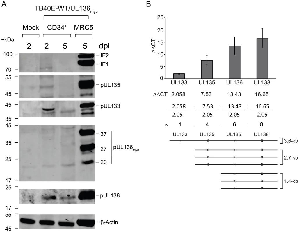 <i>UL133-UL138</i> locus expression in CD34<sup>+</sup> HPCs.