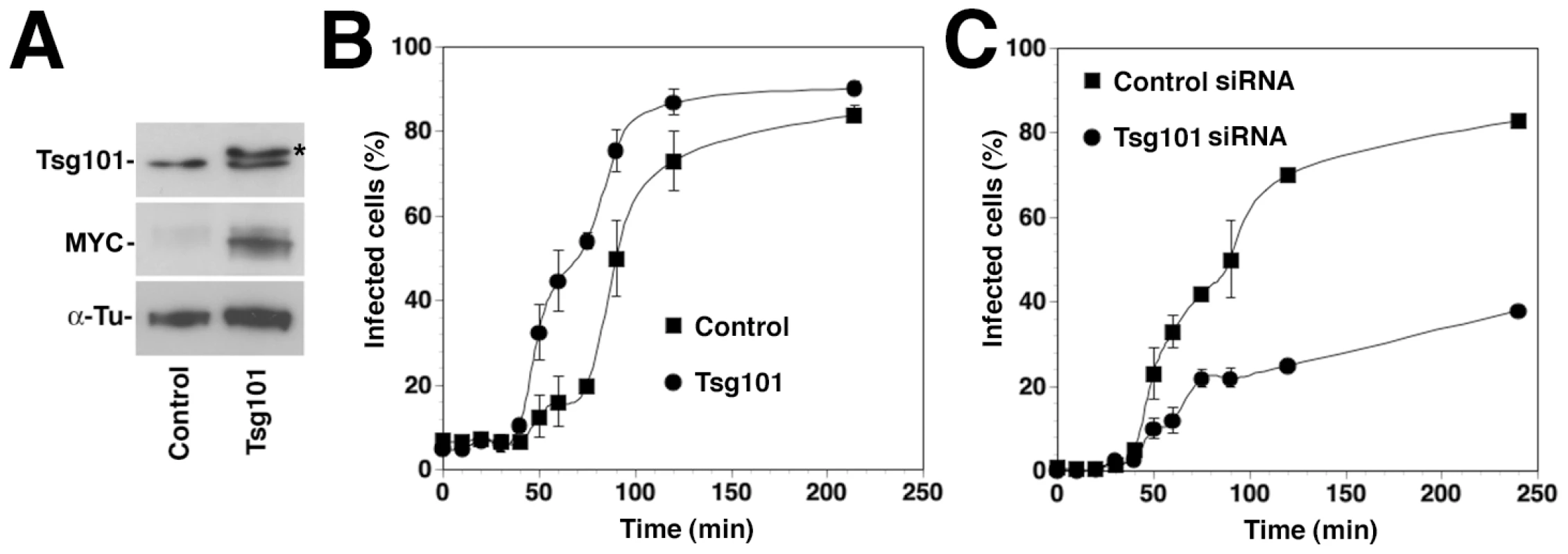 Overexpression of Tsg101 accelerates entry kinetics of rLCMV-LASVGP.