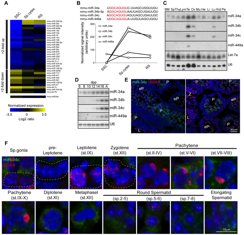miR-34b/c and miR-449 are selectively expressed in post-mitotic spermatogenesis.