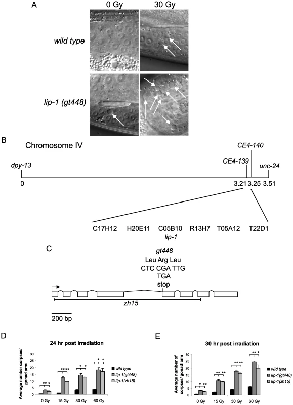 <i>gt448</i> is an allele of <i>lip-1</i>.
