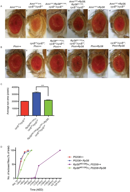 Restoring <i>RpS6</i> expression in the PG inhibits the suppression of <i>cycE<sup>JP</sup></i> by the <i>RpS6<sup>WG1288</sup></i> mutant.