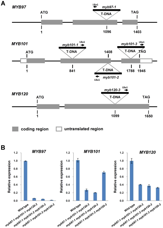 Molecular characterization of <i>myb97</i>, <i>myb101</i> and <i>myb120</i> mutants.