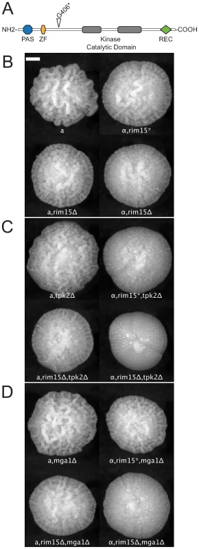 Synergistic epistatic effects of RIM15 mutations.