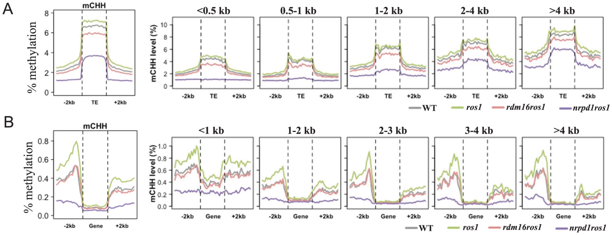 Average CHH methylation levels in transposable elements (TEs) (A) and genes (B).