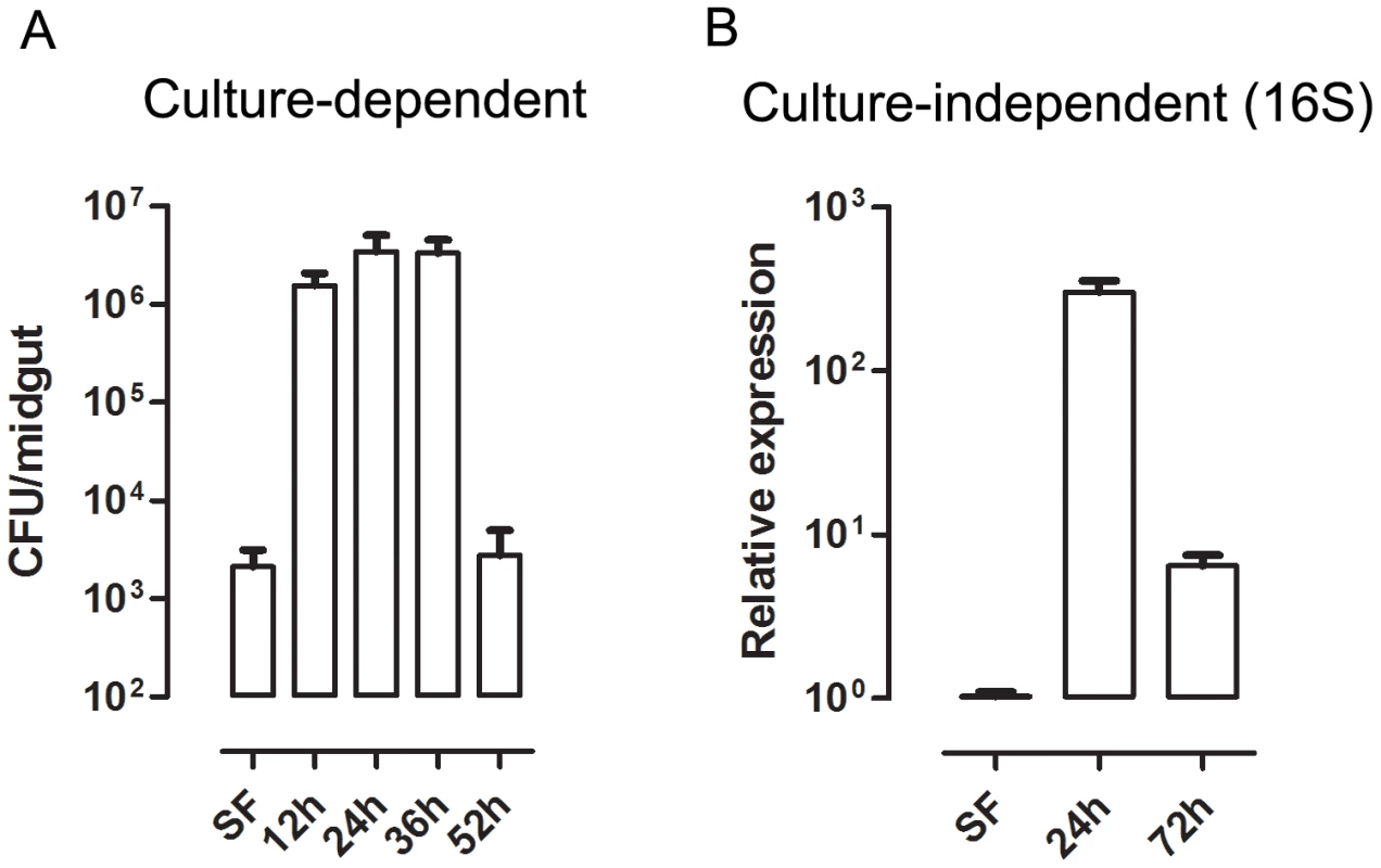 Time-course of microbial growth in <i>Aedes aegypti</i> midgut before and after a blood meal.