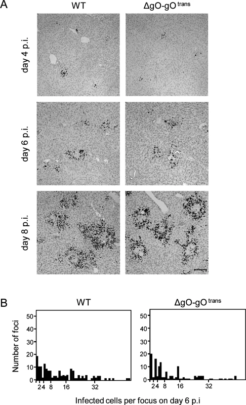 Comparable development of infection foci of viruses WT and ΔgO-gO<sup>trans</sup>.