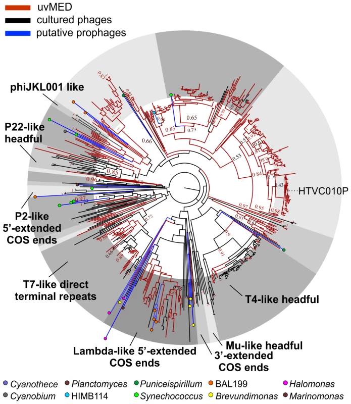 Terminase phylogeny.